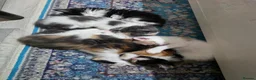 Mixed Breed cats for sale: Adorable Mixed Kittens Ready for Loving Homes - Advert 15