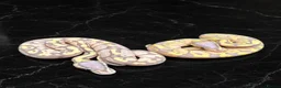 Python Snake reptiles for sale: Stunning Baby Ball Pythons!  - Advert 1