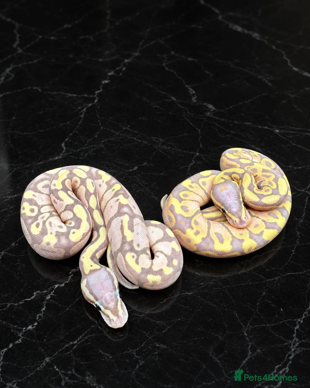 Python Snake reptiles for sale: Stunning Baby Ball Pythons!  - Advert 1