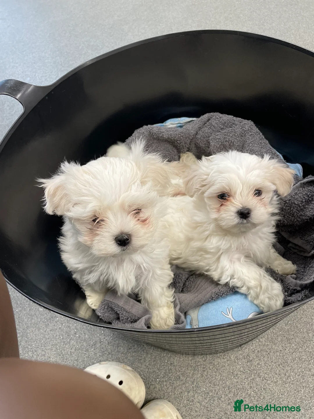 Maltese dogs for stud: Fabulous proven miniature Maltese for stud 🌟 in South Shields - Advert 23