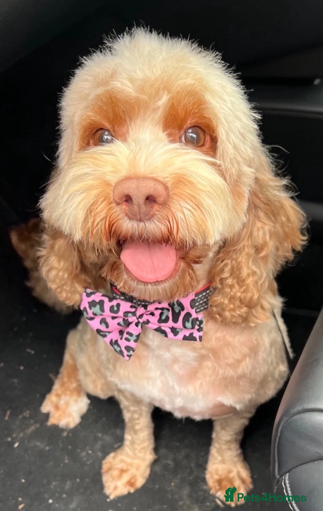 Cockapoo dogs for sale: Beautiful red Cockapoo  in Weston-super-Mare - Advert 6