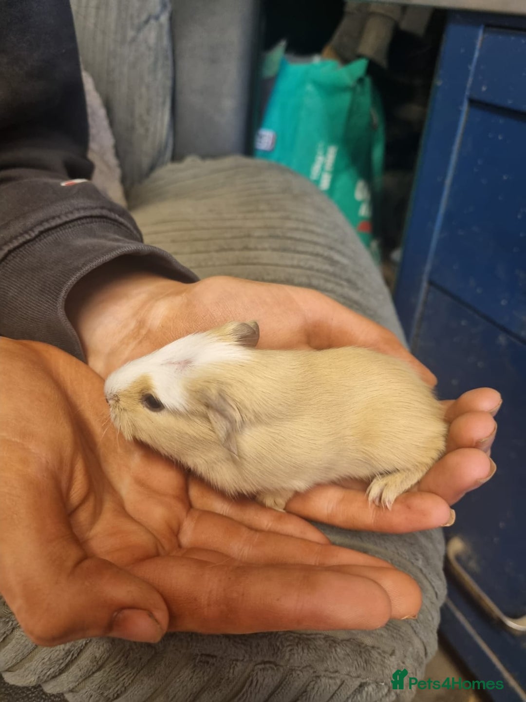 Guinea Pig rodents for sale: 2 female and 2 male Guinea pigs for sale! - Image 4