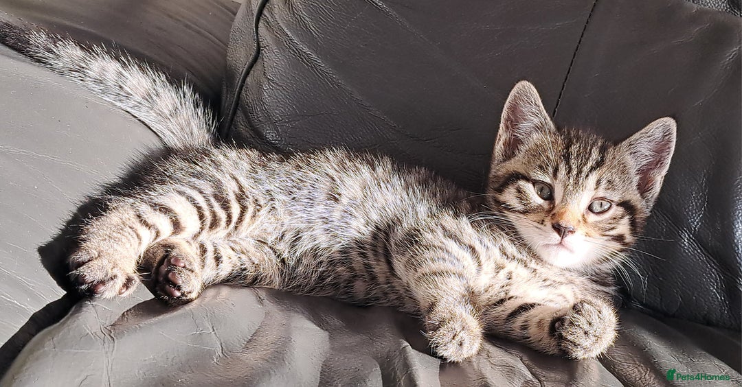 Mixed Breed cats for sale: Gorgeous Cross Kittens 🌟 - Advert 28