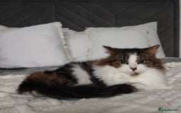 Maine Coon cats for sale: Norwegian Forest Cat - Advert 1