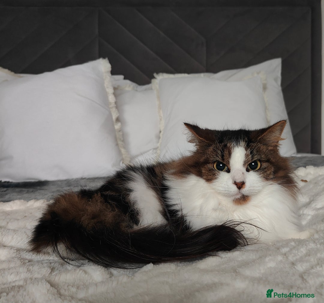 Maine Coon cats for sale: Norwegian Forest Cat - Advert 1
