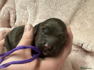 Cocker Spaniel dogs Gorgeous Cockers - Farlavale x Muzmurray - Advert 10