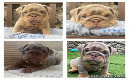 English Bulldog dogs for sale: Beautiful KC lilac & tan English bulldog puppies - Image 11