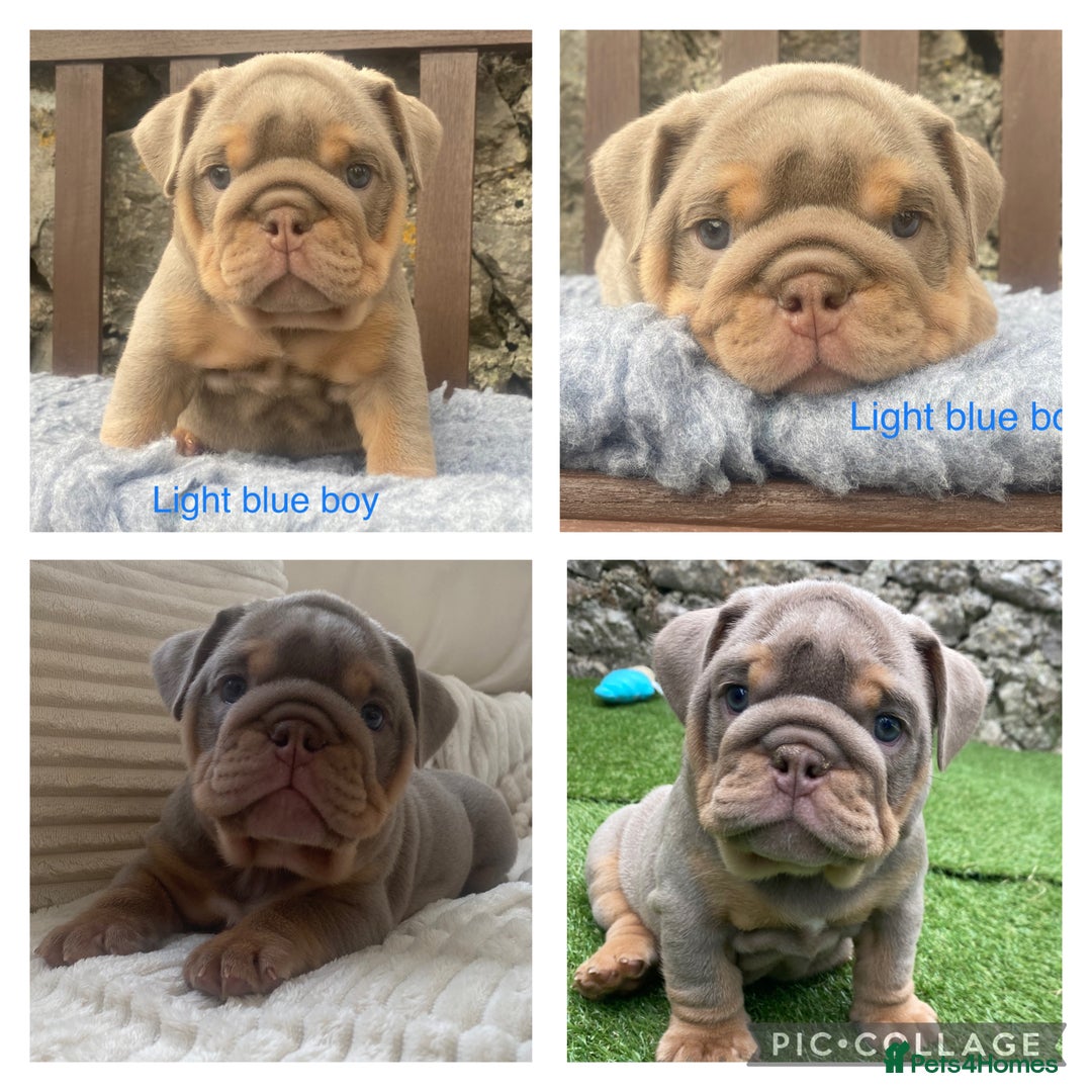 English Bulldog dogs for sale: Beautiful KC lilac & tan English bulldog puppies - Image 11
