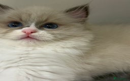 Ragdoll cats for sale: the last boy, registered with TICA - Image 5