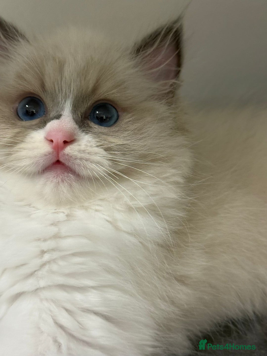 Ragdoll cats for sale: the last boy, registered with TICA - Image 5