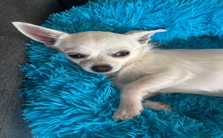 Chihuahua dogs - Advert 3