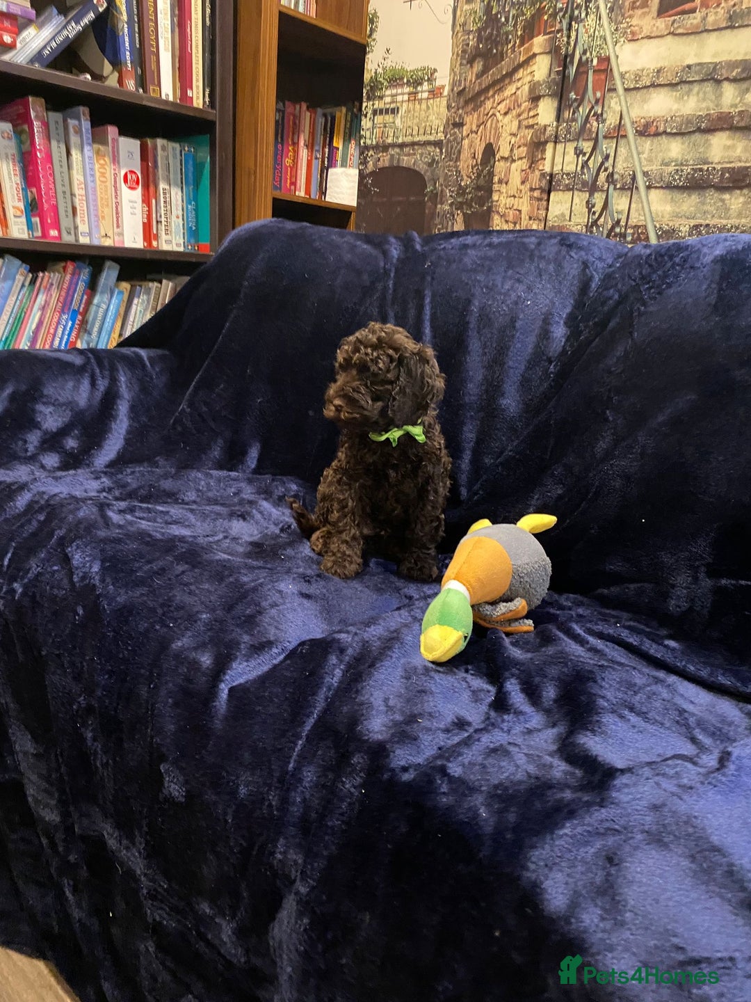 Cockapoo dogs for sale: Chocolate Cockapoo Puppies for Sale - Image 18