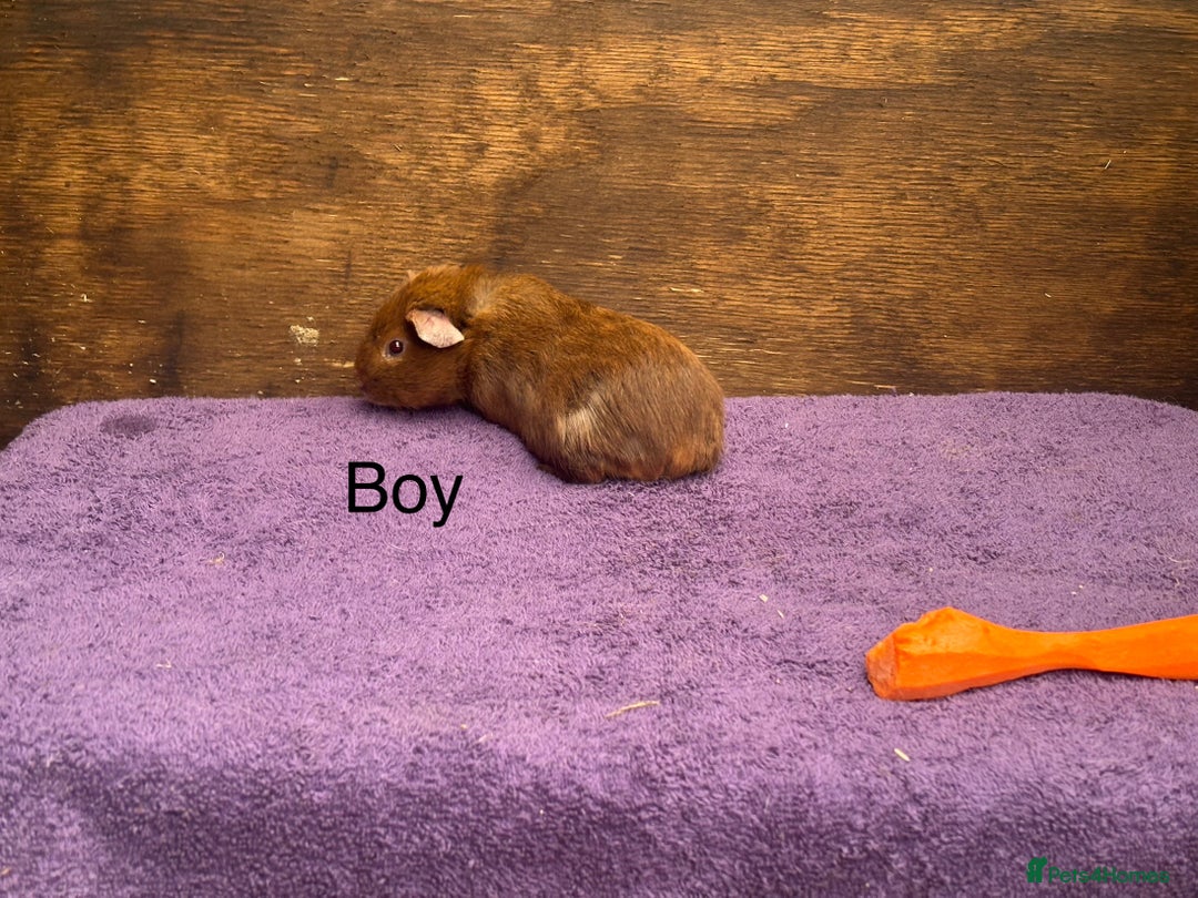 Guinea Pig rodents for sale: Guinea pigs - just two bonded boys left! - Advert 3