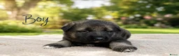 Mixed Breed dogs for sale: Belgian Shepard X caucasian Shepherd puppies - Advert 2