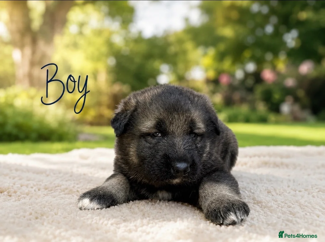 Mixed Breed dogs for sale: Belgian Shepard X caucasian Shepherd puppies - Advert 2