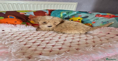 Shihpoo dogs - Advert 3