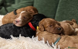 Cavapoo dogs for sale: Cavapoo puppies fully health tested parents - Image 23