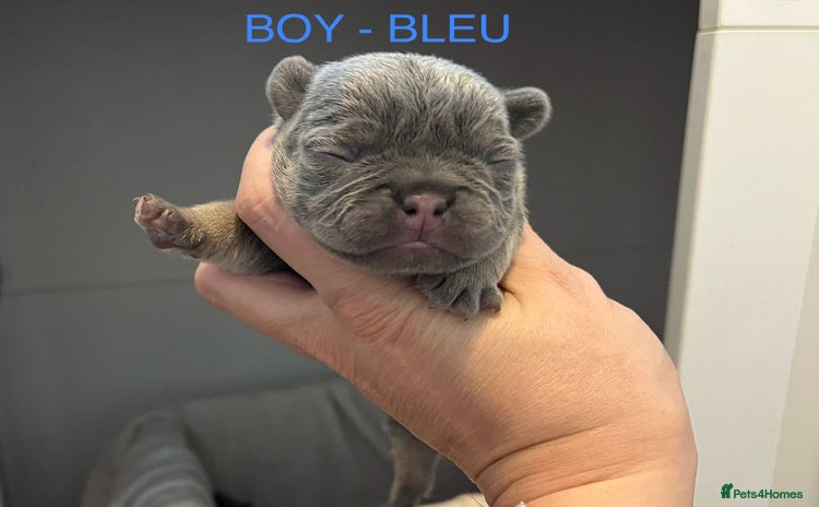 French Bulldog dogs - Advert 7