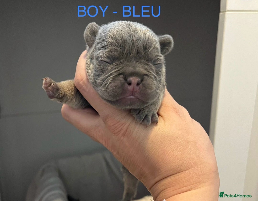 French Bulldog dogs for sale: 1 GIRL REMAINING FROM LITTER OF 5 FRENCH BULLDOGS  - Advert 2