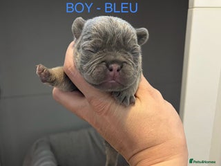 French Bulldog dogs - Advert 3