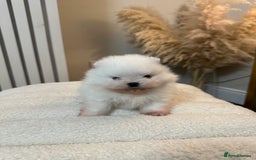 Pomeranian dogs for sale: Outstanding champion bloodline KC reg puppies  - Advert 26