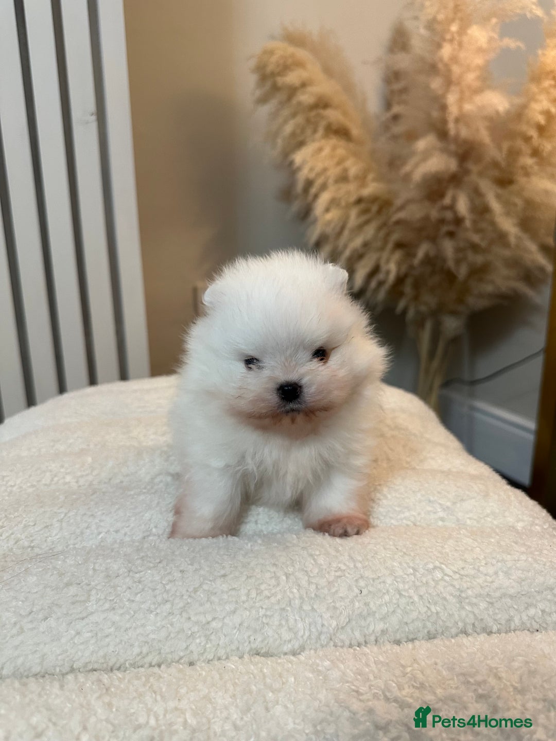 Pomeranian dogs for sale: Outstanding champion bloodline KC reg puppies  - Advert 26