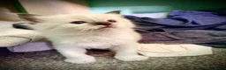 Ragdoll cats for sale: Ragdol kitten  - Advert 8