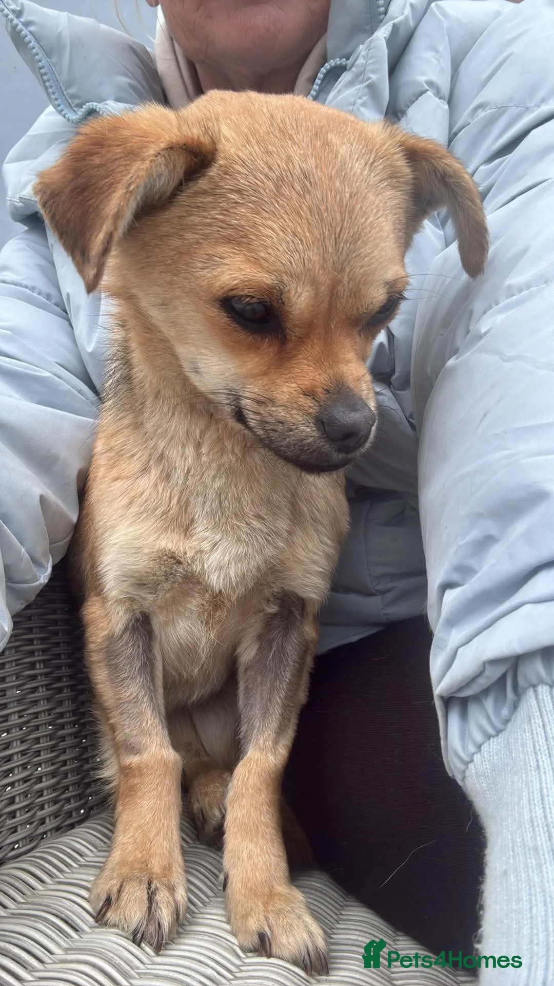 Chihuahua dogs for adoption: Lyra  - Advert 1