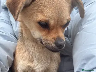 Chihuahua dogs Lyra - Advert 10