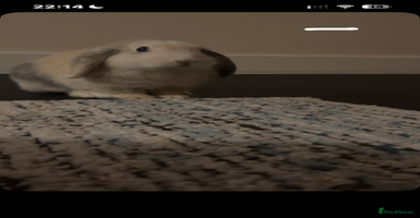 Mini Lop rabbits - Advert 8