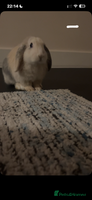 Mini Lop rabbits - Advert 2