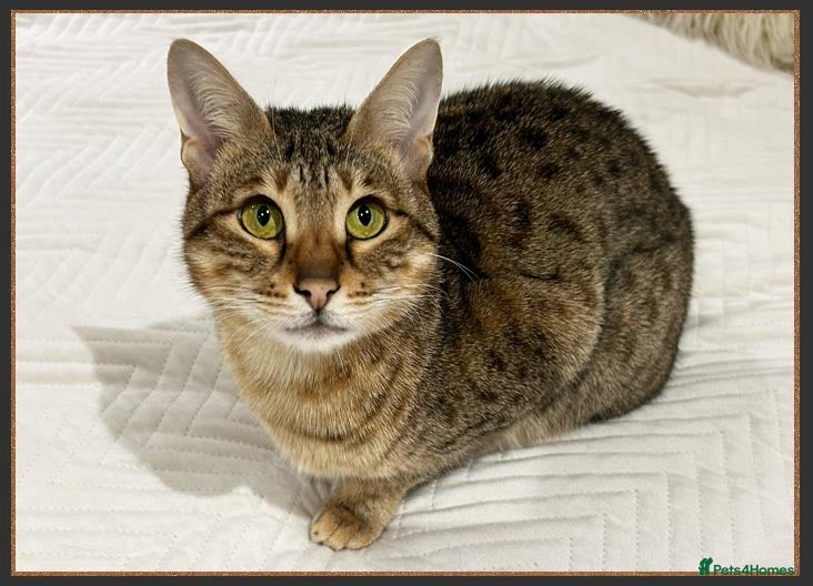 Savannah cats Beautiful F6 SBT Brown spotted Savannah Betty - Advert 8