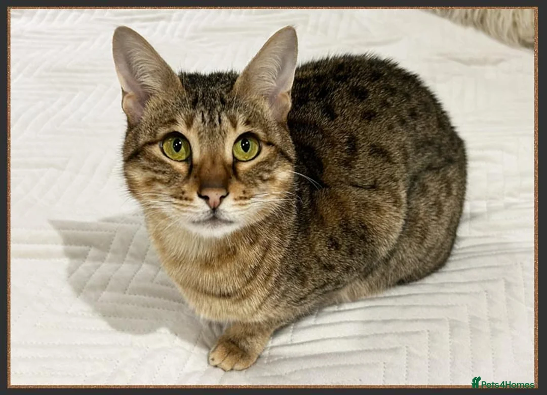 Savannah cats for sale: Beautiful F6 SBT Brown spotted Savannah Betty - Advert 1