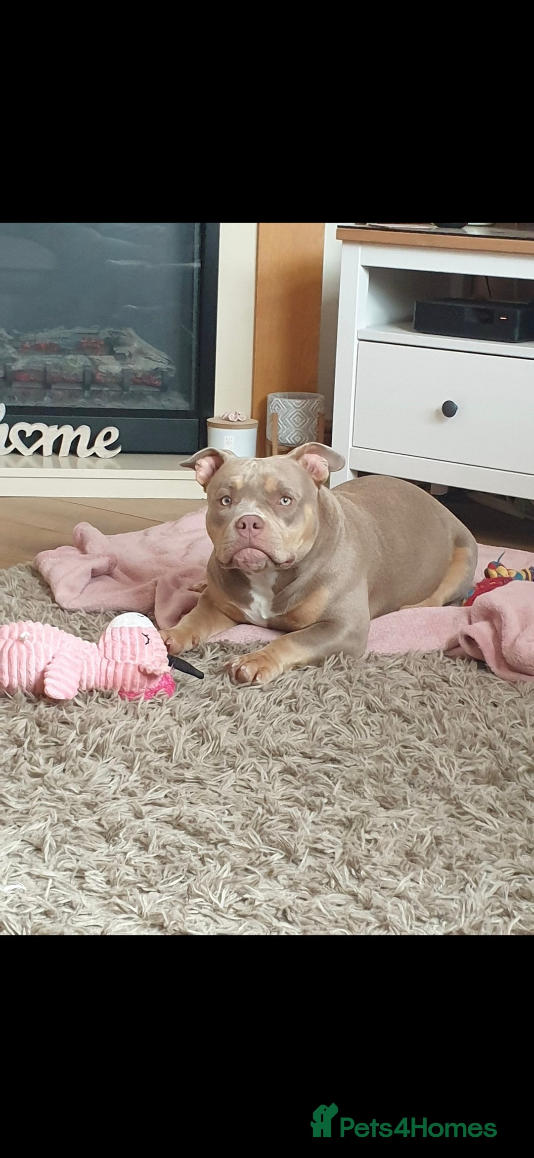 American Bully dogs for sale: ABKC LILAC TRI POCKET BULLY (2PAC&BLUEBELL)🤠LINES - Advert 8