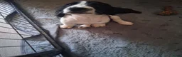 Cocker Spaniel dogs for sale: working cocker spaniels ready to leave - Advert 2