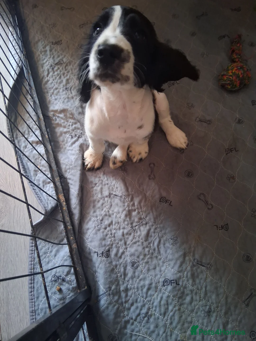 Cocker Spaniel dogs for sale: working cocker spaniels ready to leave - Advert 2