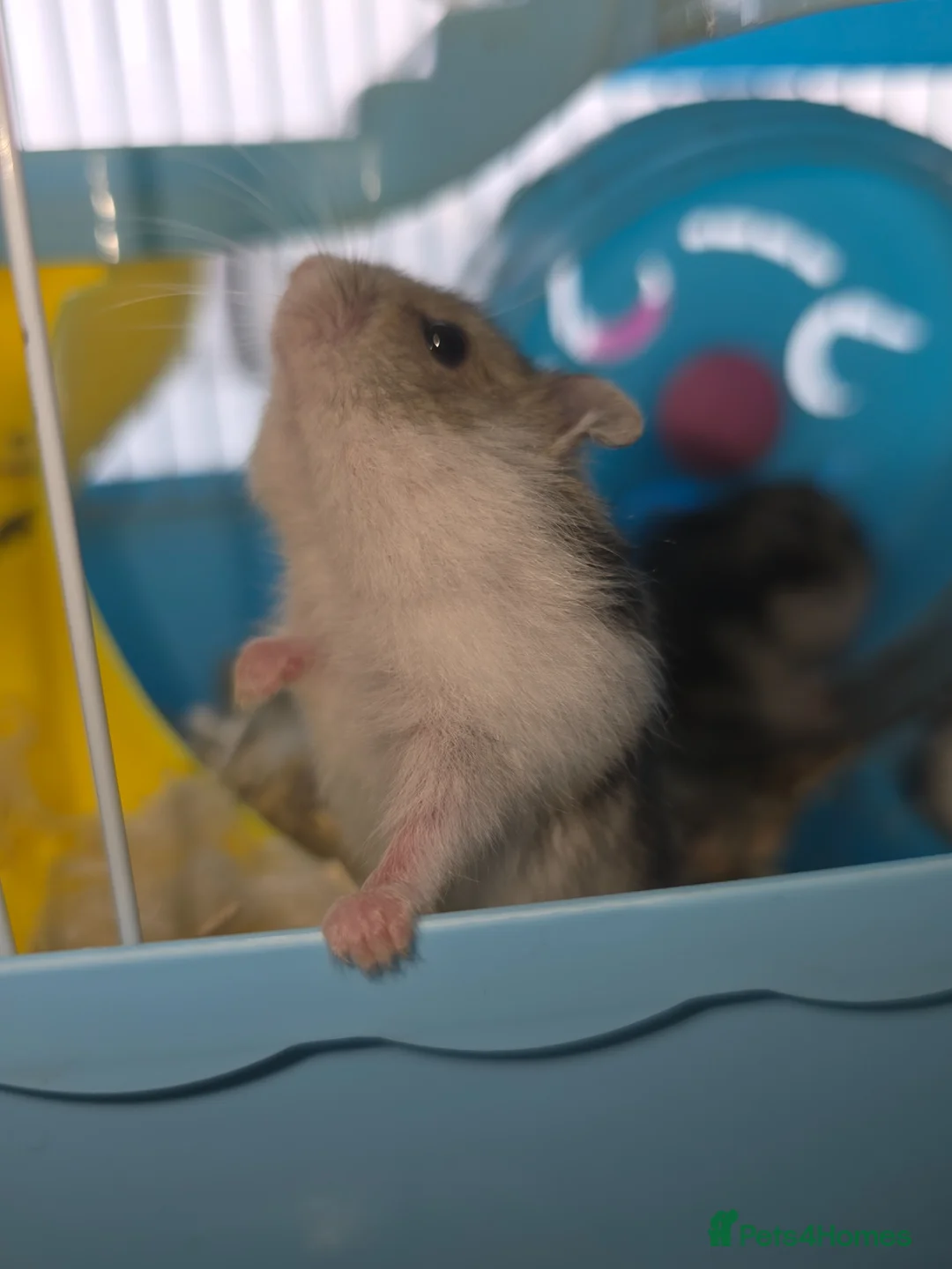 Hamster rodents for sale: RUSSIAN DWARF HAMSTERS - Advert 6