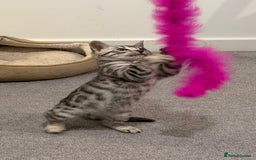 Bengal cats for sale: ❄️🐾Champion bloodline Snow Bengals 🐾❄️ - Image 2