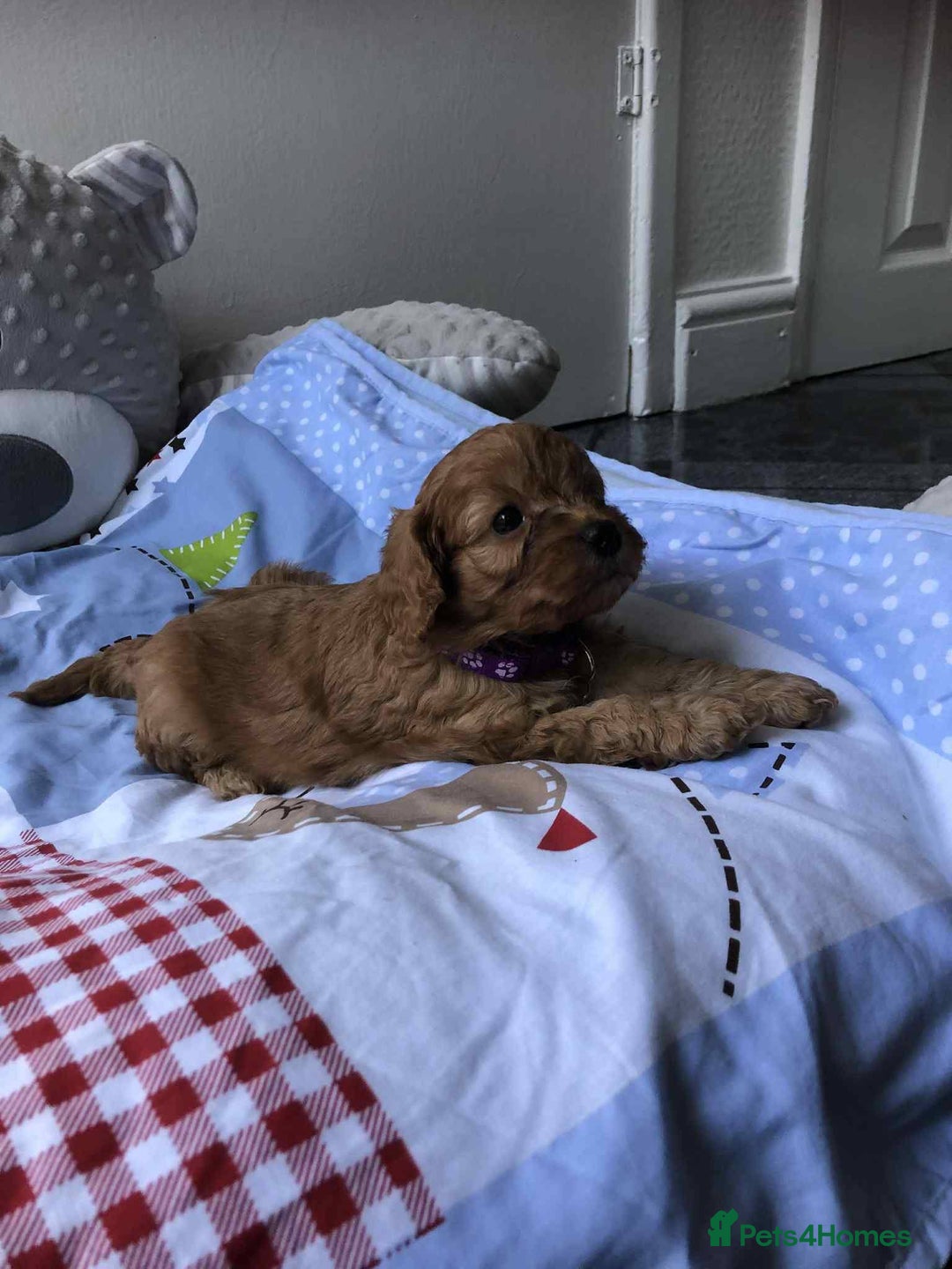 Cavapoo dogs for sale: Beautiful F1 Cavapoo puppies  - Image 9