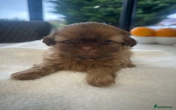 Shih Tzu dogs for sale: 🐶Imperial ShihTzu Puppies–Exceptional Bloodline🐶 - Image 11