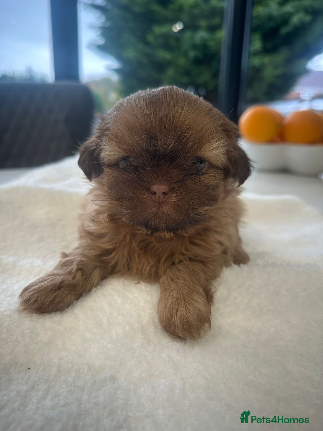 Shih Tzu dogs for sale: 🐶Imperial ShihTzu Puppies–Exceptional Bloodline🐶 - Image 11