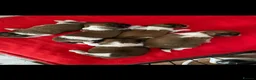 Shih Tzu dogs for sale: Beautiful litter of Shih Tzu puppies - Advert 3