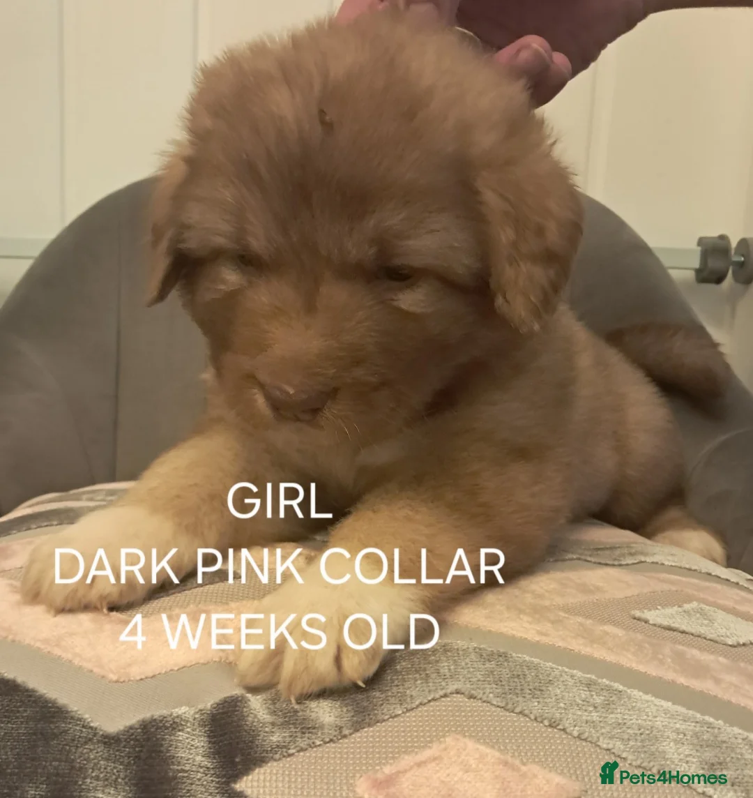 Caucasian Shepherd Dog dogs for sale: Beautiful big boned Caucasian puppies  - Advert 2