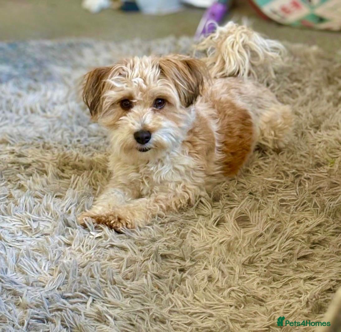 Mixed Breed dogs Jack Russell x puppies for sale  - Advert 1