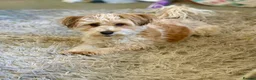 Mixed Breed dogs for sale: Jack Russell x puppies for sale  - Advert 9