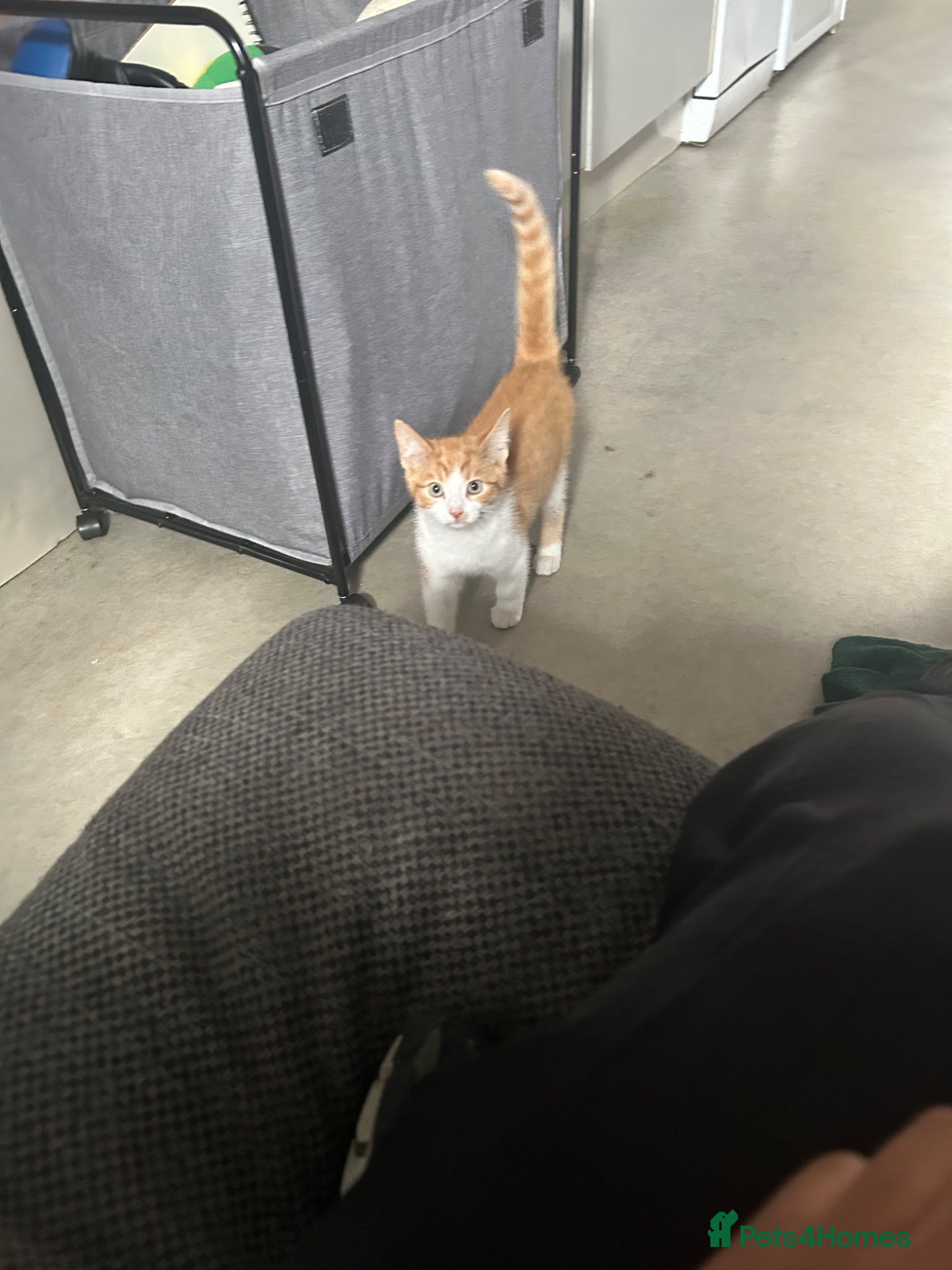 Mixed Breed cats for sale: 10 week old male ginger kitten  - Advert 2