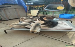 Siberian Husky dogs for sale: Beautiful husky  - Image 6