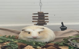 Guinea Pig rodents for sale: 1 skinny pig & 2 hair guinea pigs with set up  - Image 2