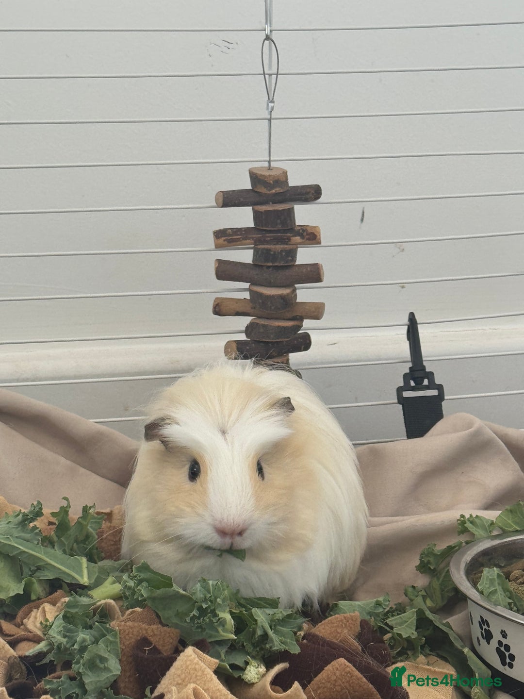 Guinea Pig rodents for sale: 1 skinny pig & 2 hair guinea pigs with set up  - Image 2