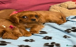 Cavalier King Charles Spaniel dogs for sale: Cavalier king Charles  Ruby's puppy's   - Image 27